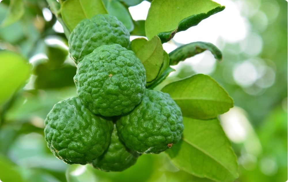 Waarbij helpt Bergamot Etherische olie?