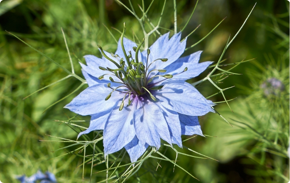 Waar helpt Zwarte Komijnolie bij?