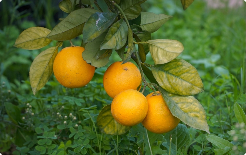 Waarbij helpt Essentiële olie van Clementine?