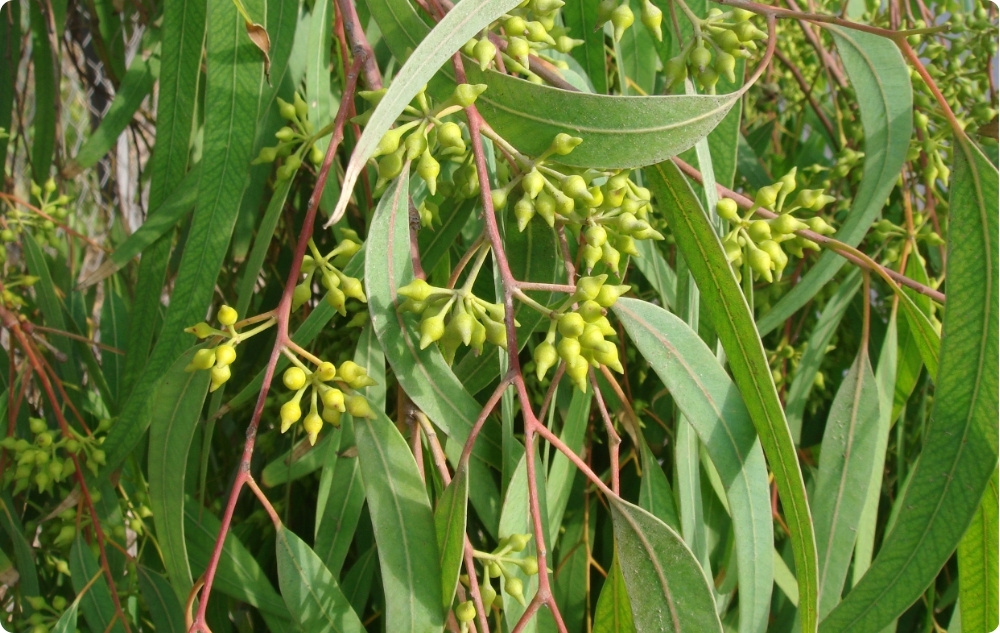 Waarbij helpt Eucalyptus Globulus Etherische olie?