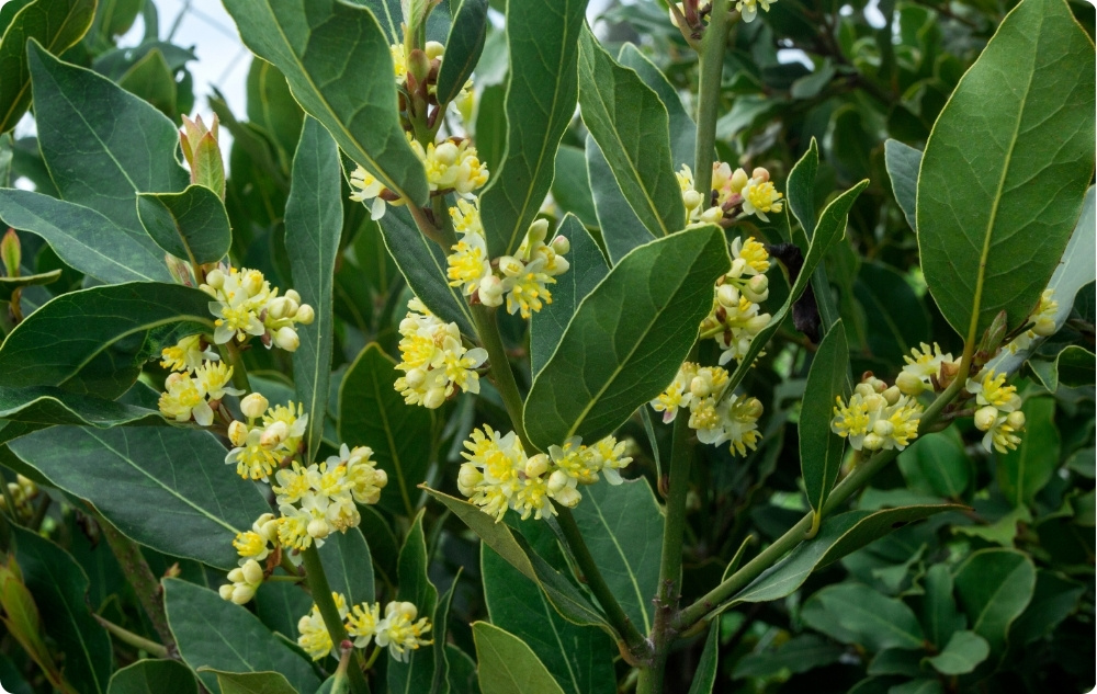 Waarbij helpt Etherische Laurier olie?