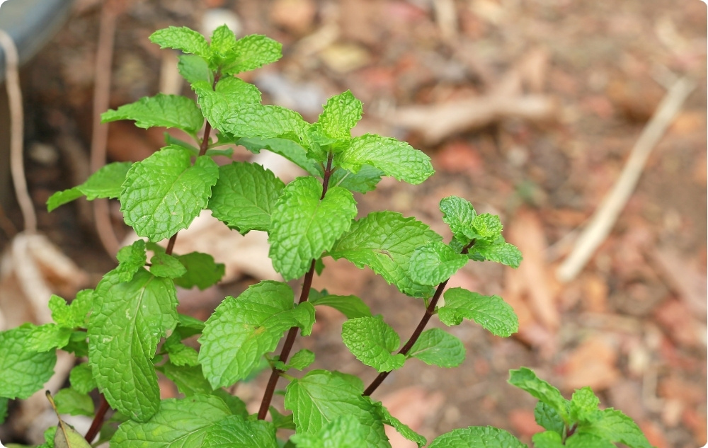 Waar helpt Citroenmelisse bloesemwater bij?