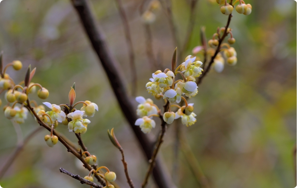 Waarbij helpt Litsea Cubeba Etherische olie?