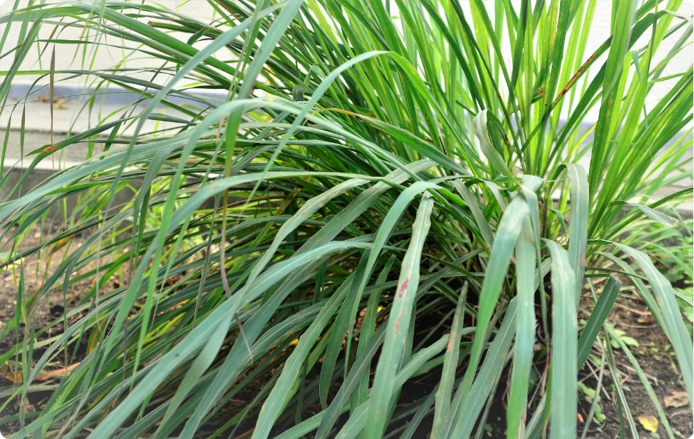 Waarbij helpt Palmarosa Etherische olie?