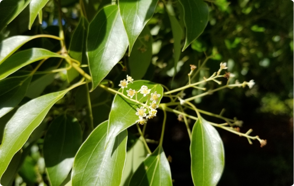 Waarbij helpt Ravintsara Etherische olie?