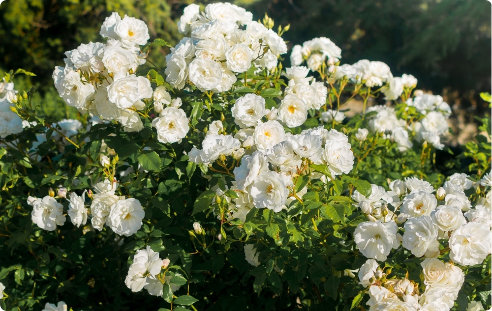 Waar helpt Rosa Alba bloemenwater bij?