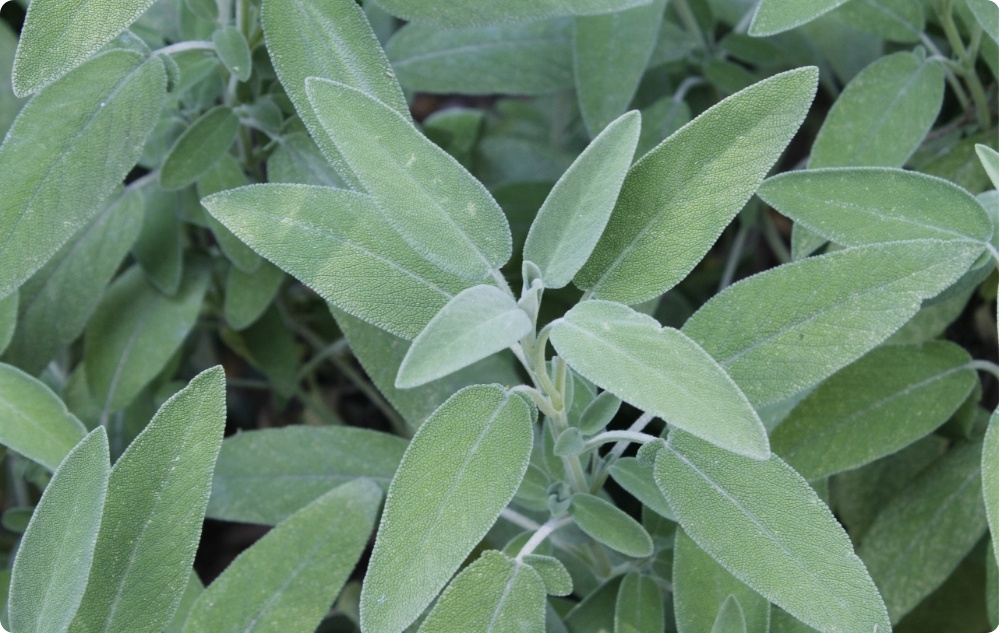 Waarbij helpt Etherische olie van Salie?