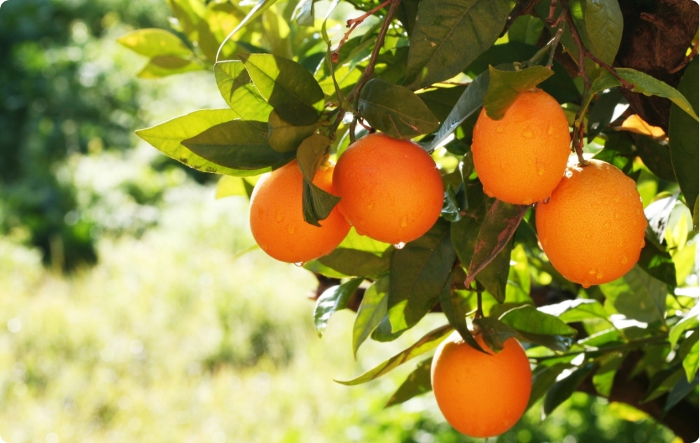 Waarbij helpt Etherische olie van Zoete Sinaasappel?