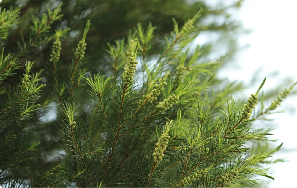 Waarbij helpt Theeboom Etherische olie?