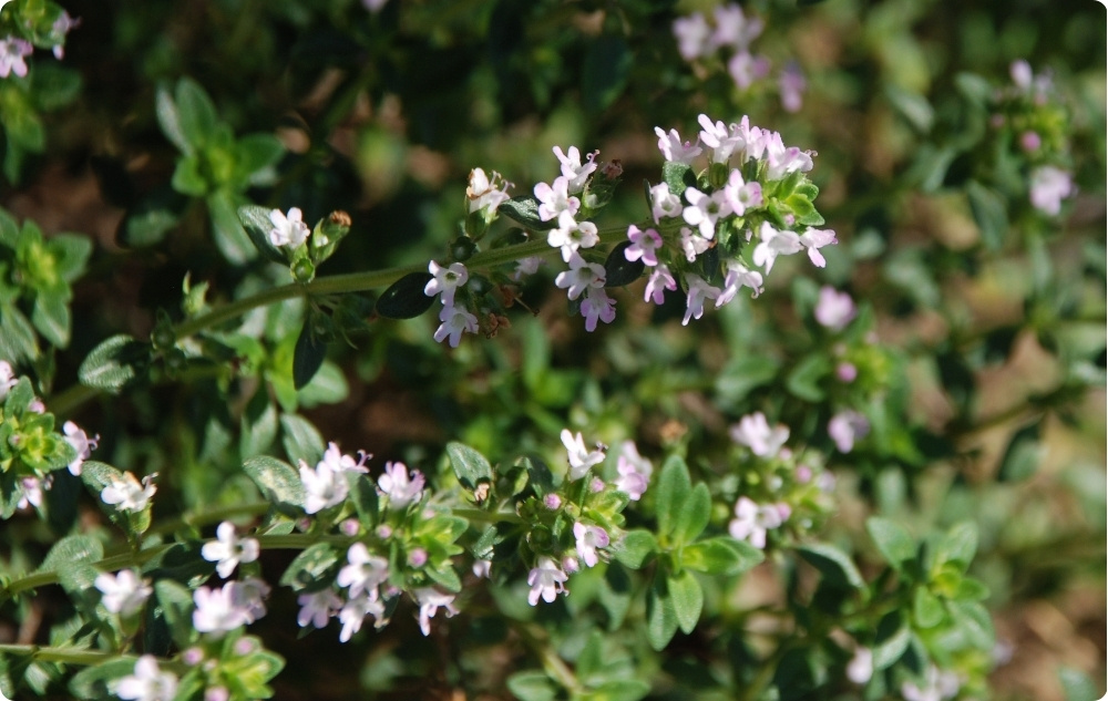 Waar helpt Tijm Thymol Etherische olie bij?