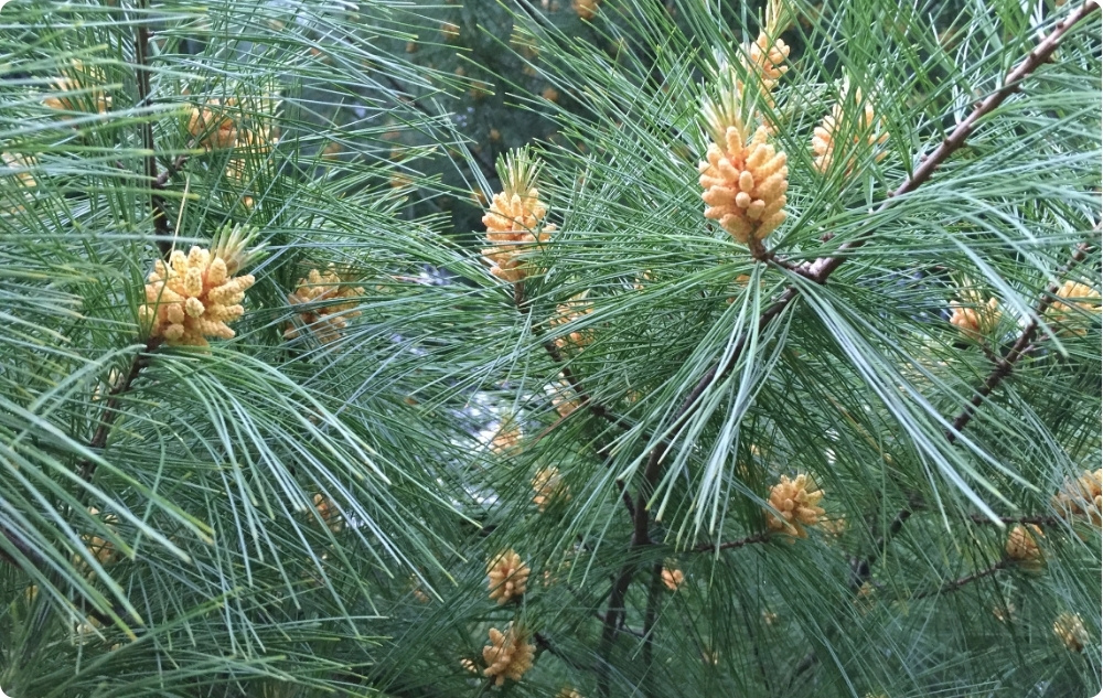 Waarbij helpt Etherische olie van Witte Den?