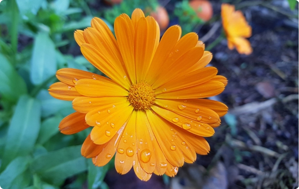 Regenererende Huisdier Balsem met Goudsbloem - 40ml