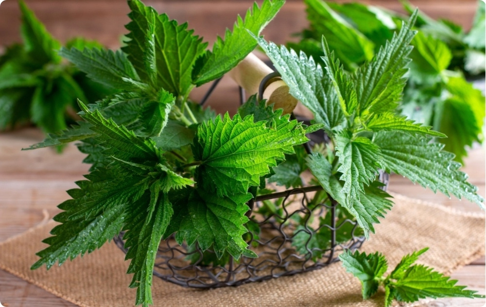 Gewrichtszalf met Smeerwortel en Brandnetel - 40ml