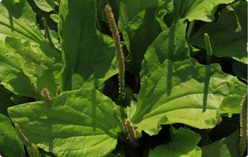 Anti Irritatie Huisdier Balsem met Weegbree - 40ml